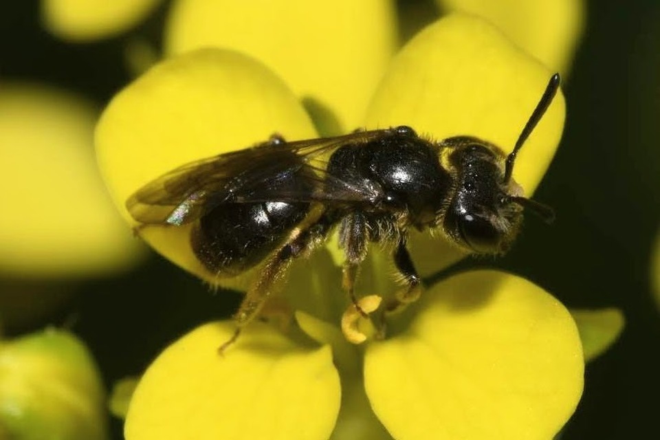 Lasioglossum