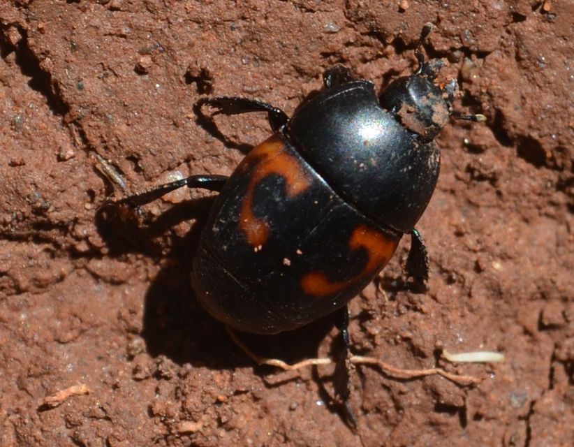 Hister quadrimaculatus - közönséges sutabogár