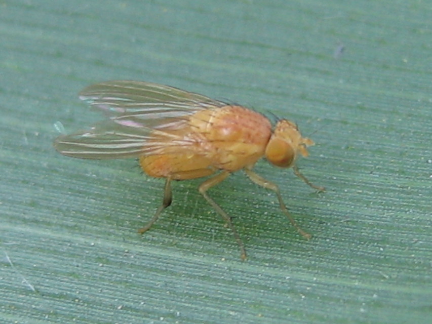 Lauxaniidae - pudvalegyek
