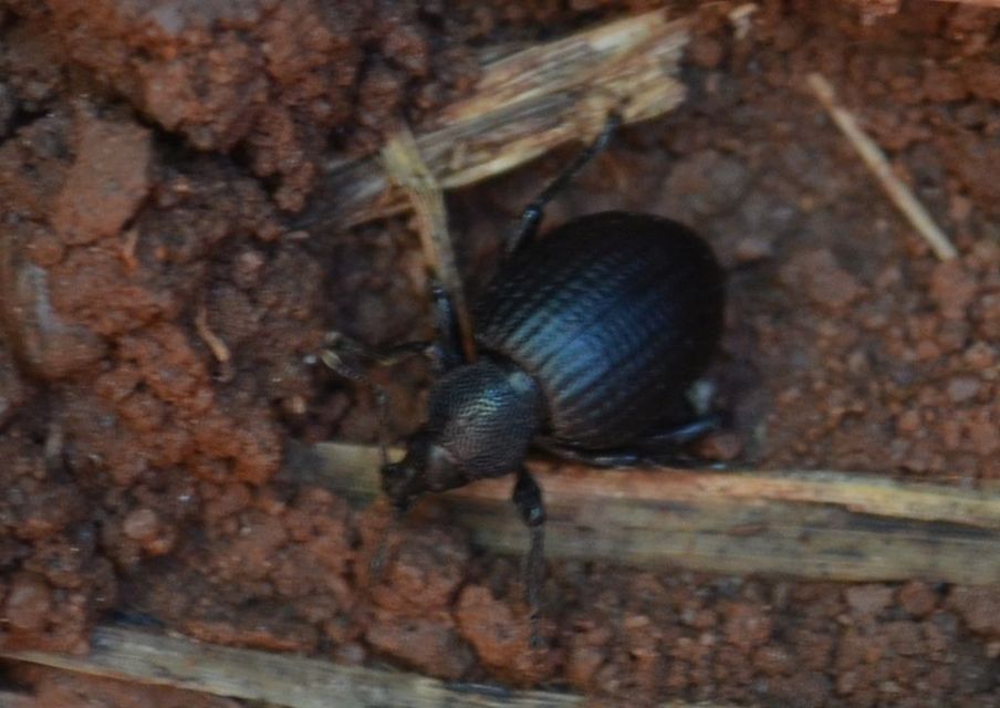 Otiorhynchus catenulatus - gyászos gyalogormányos