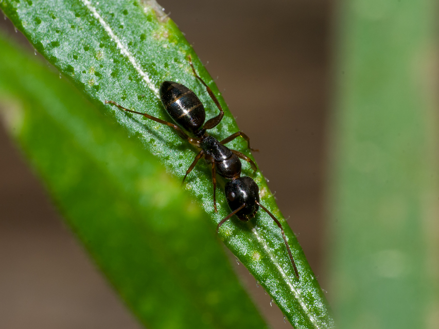 Camponotus fallax - ligeti lóhangya