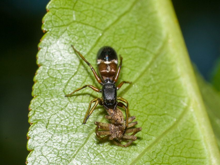 Leptorchestes berolinensis - fekete hangyautánzópók