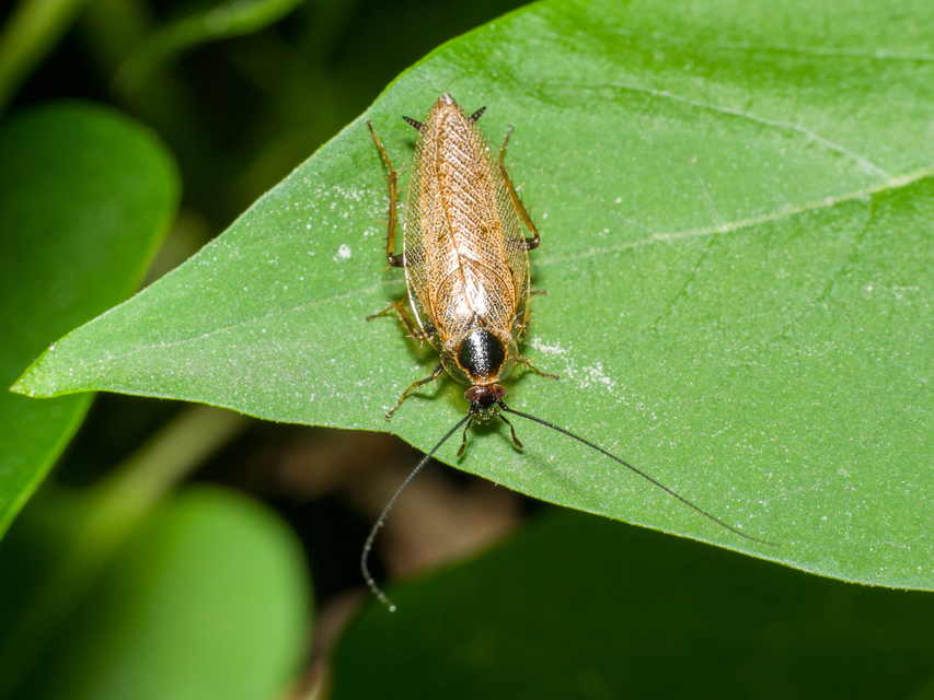 Ectobius erythronotus - sárgatorú erdeicsótány