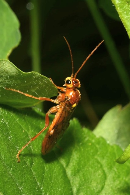 Tenthredopsis