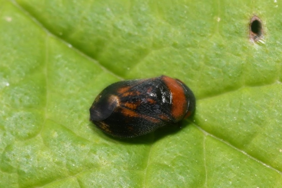 Penthimia nigra - fekete kabóca Penthimia nigra - fekete kabóca