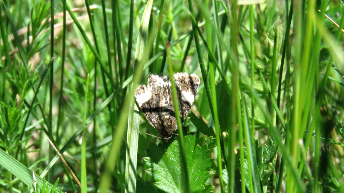 Tyta luctuosa - fekete nappalibagoly