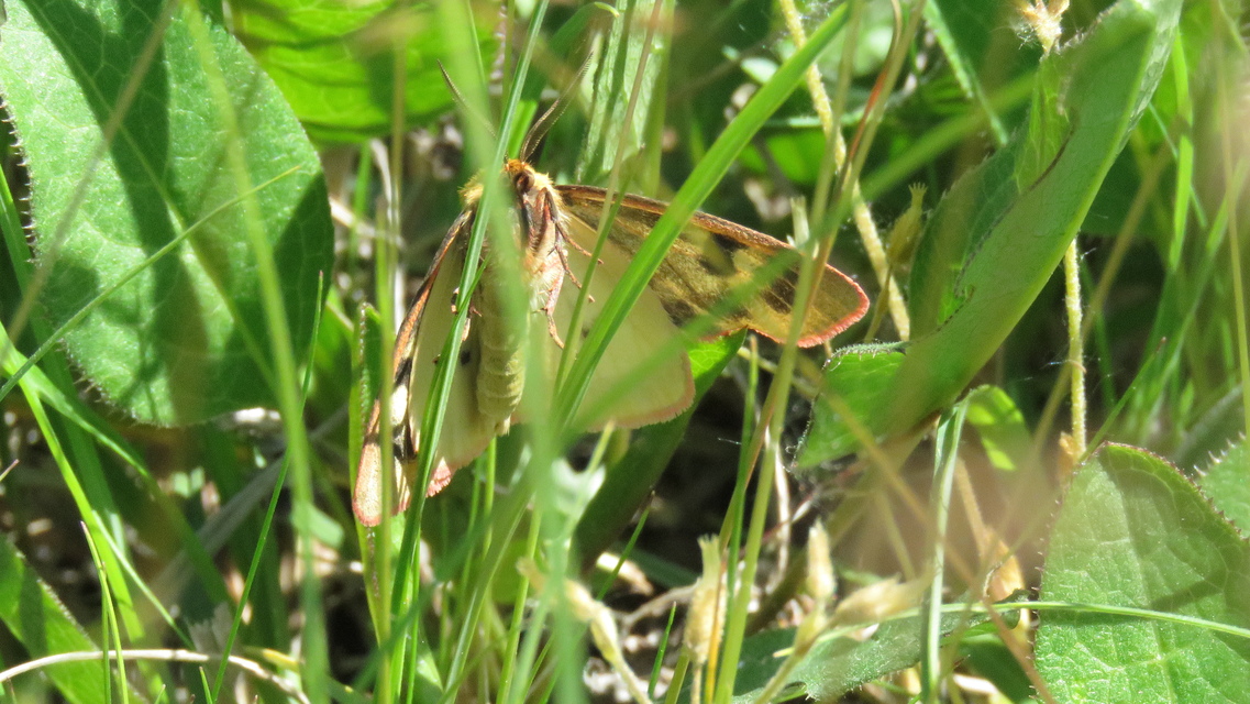 Diacrisia sannio - vörösszélű medvelepke