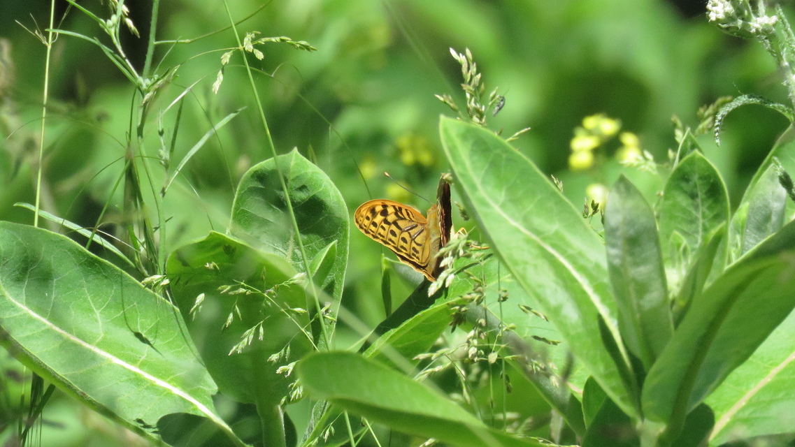 Argynnis pandora - zöldes gyöngyházlepke