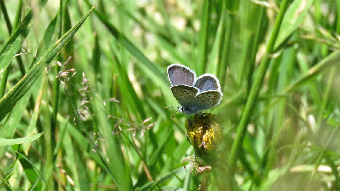 Plebejus argus - ezüstös boglárka