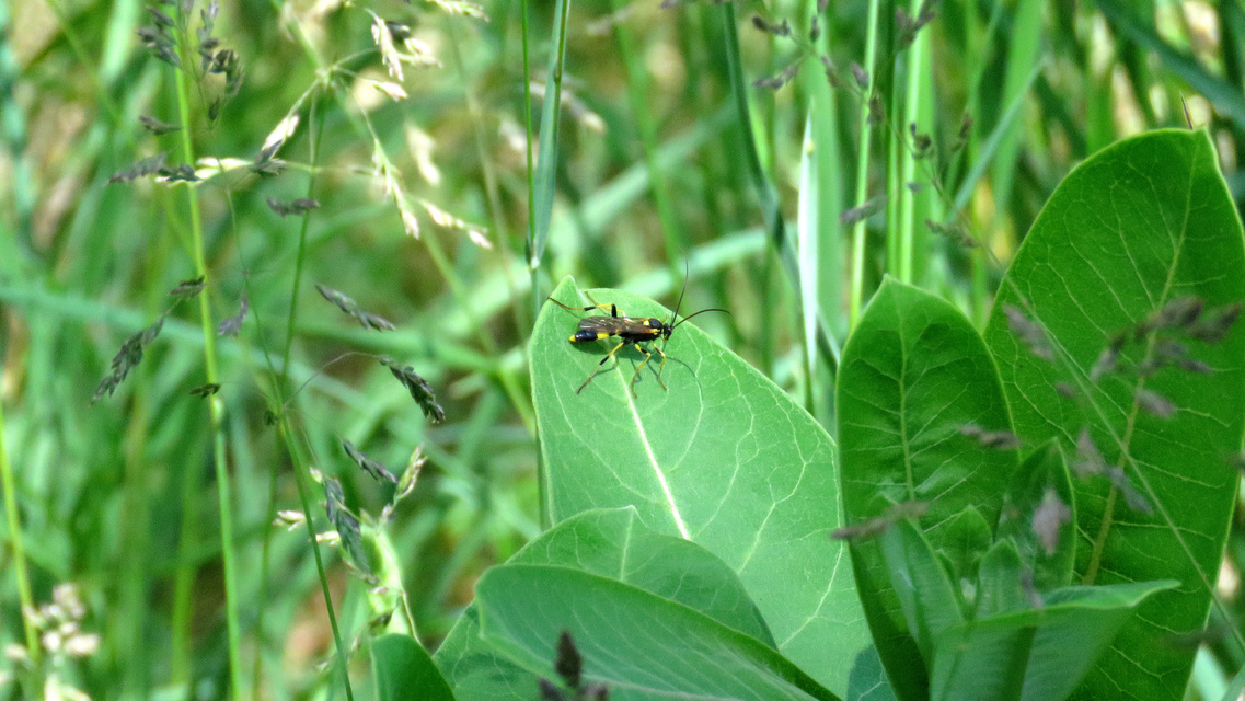 Hymenoptera - Hártyásszárnyúak