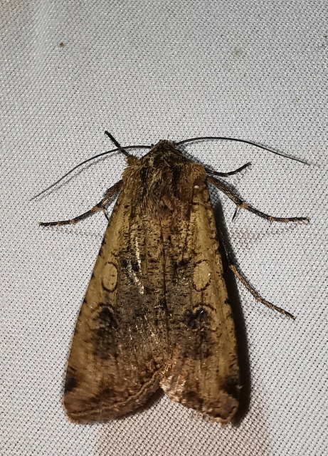 Peridroma saucia - vándor földibagoly