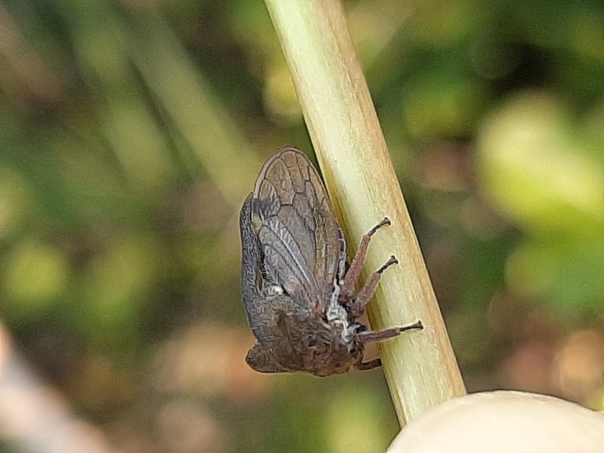 Centrotus cornutus - szarvaskabóca