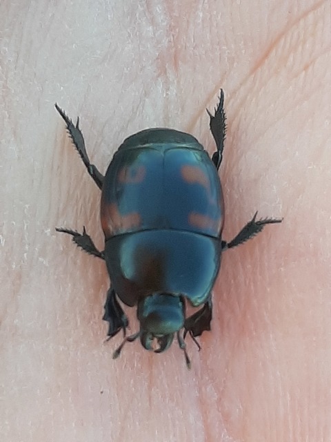 Hister quadrimaculatus - közönséges sutabogár