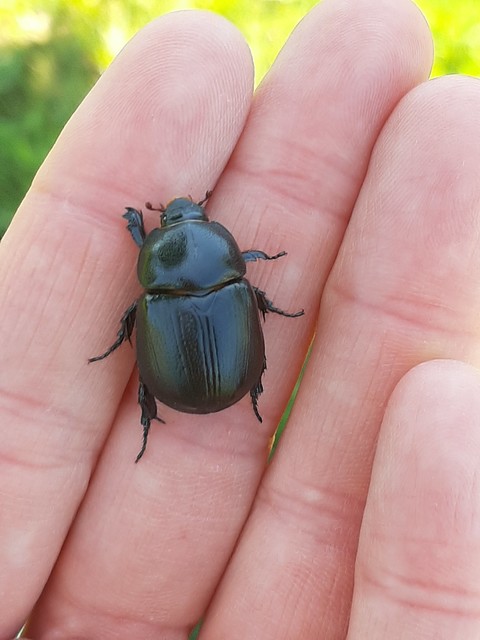 Pentodon idiota - butabogár