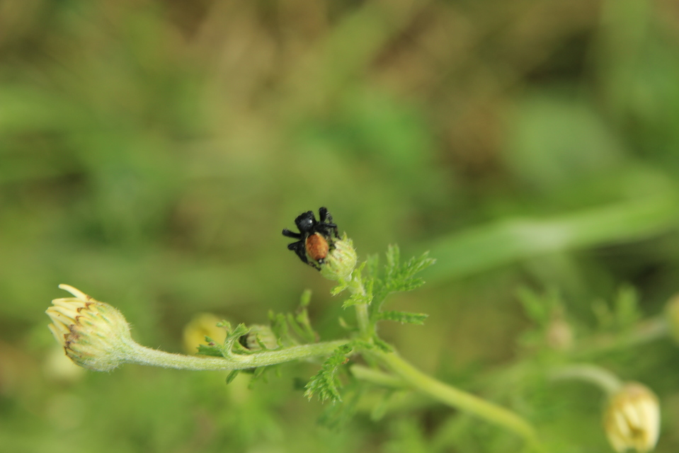 Carrhotus xanthogramma - rozsdás ugrópók