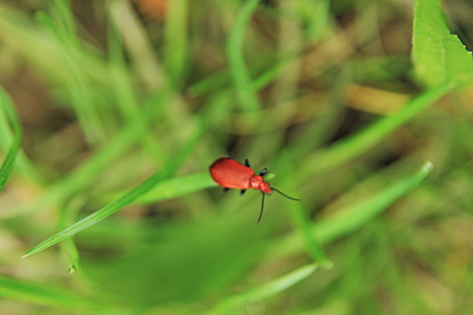 Pyrochroa serraticornis - közép-bíborbogár