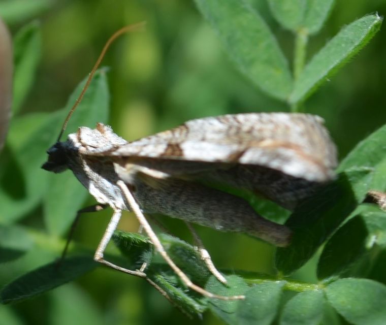 Aplocera plagiata - szürke csíkosaraszoló