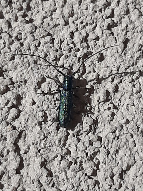 Agapanthia violacea - kék somkórócincér
