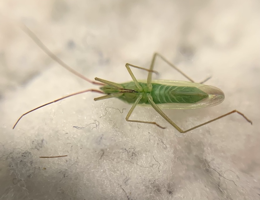 Trigonotylus