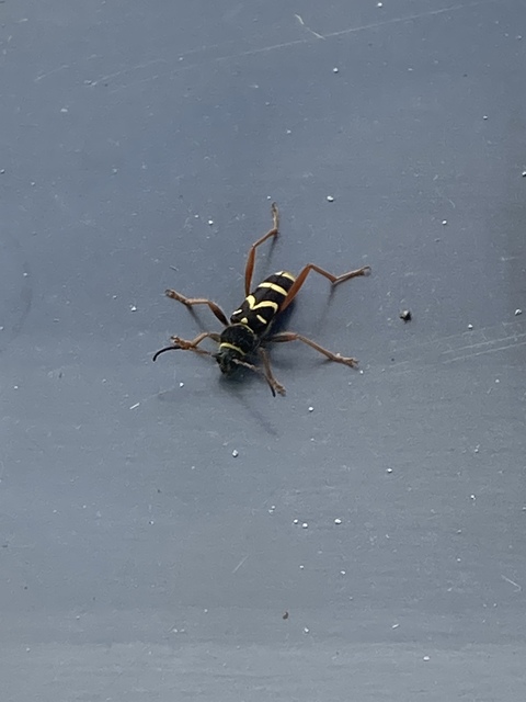 Clytus arietis - közönséges darázscincér