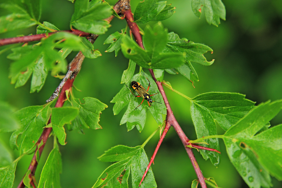 Miris striatus - sávos mezeipoloska