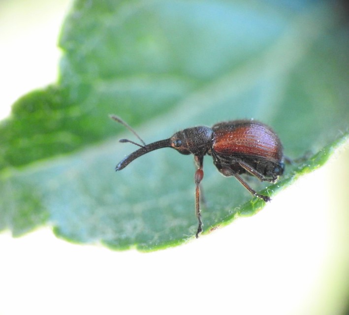Tatianaerhynchites aequatus - piros kökényeszelény