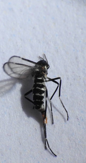 Cecidomyiidae - gubacsszúnyogok