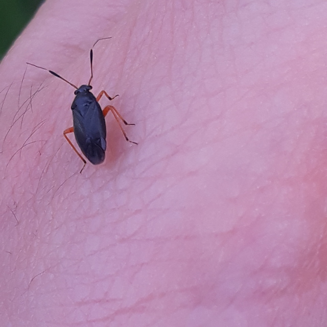 Capsus ater - fekete mezeipoloska