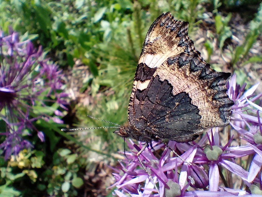 Nymphalis urticae - kis rókalepke