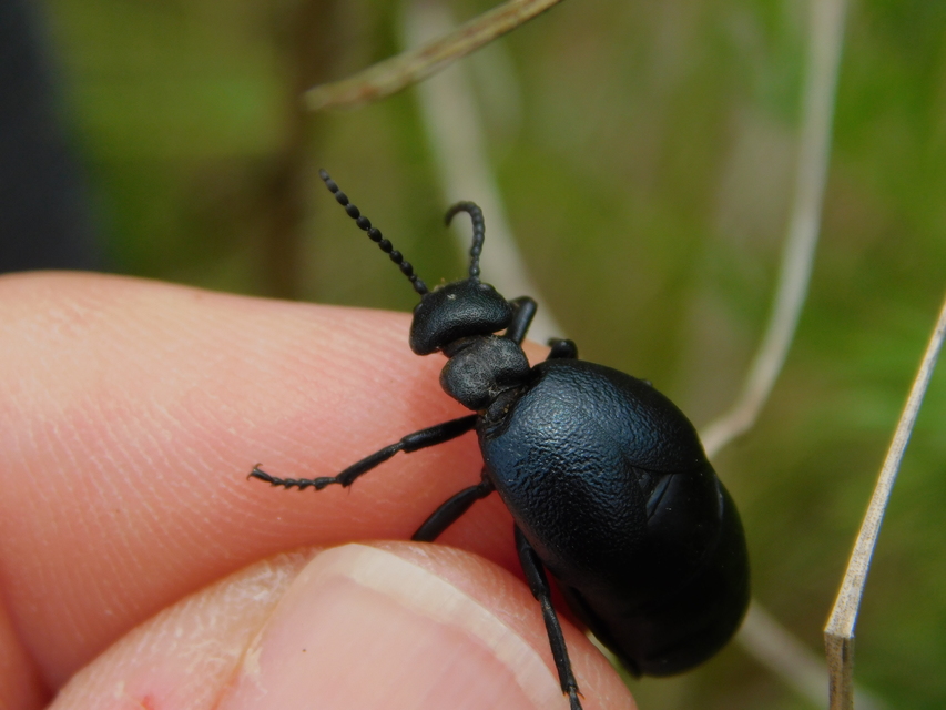 Meloe scabriusculus - érdes nünüke