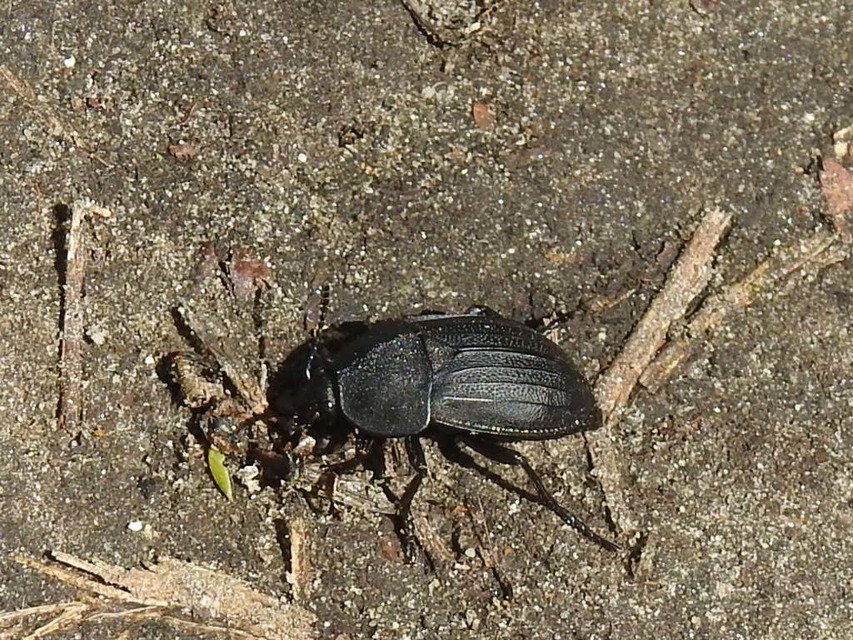 Silpha obscura - közönséges dögbogár