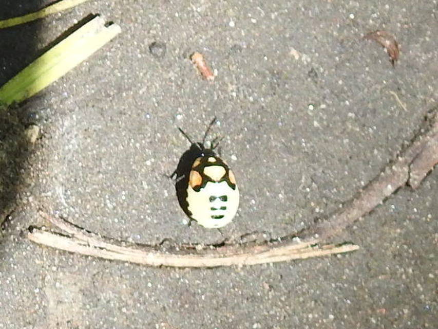 Tritomegas bicolor - foltos földipoloska