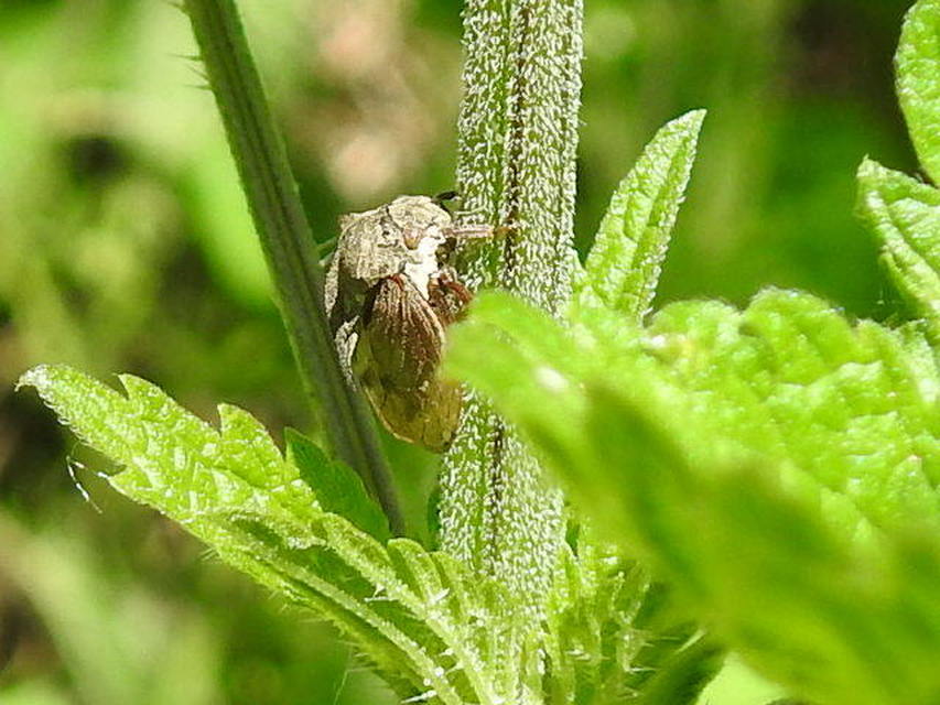 Centrotus cornutus - szarvaskabóca