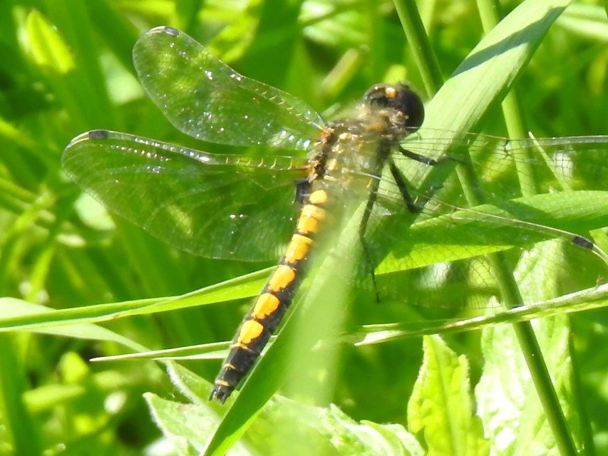 Leucorrhinia pectoralis - lápi álarcos-szitakötő
