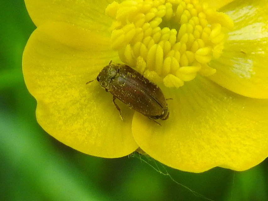 Byturus