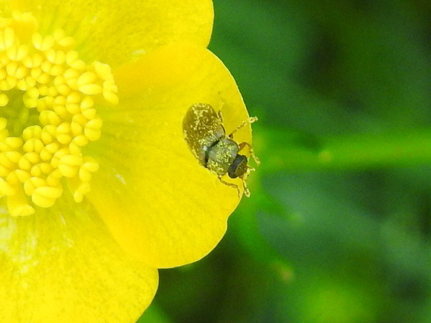 Byturus