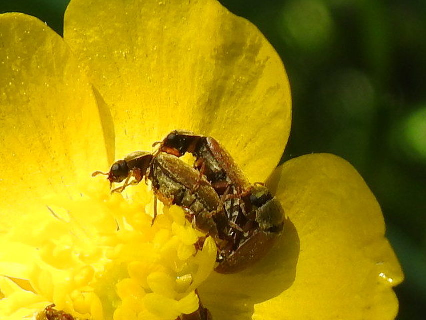 Byturus ochraceus - gyömbérgyökérbogár