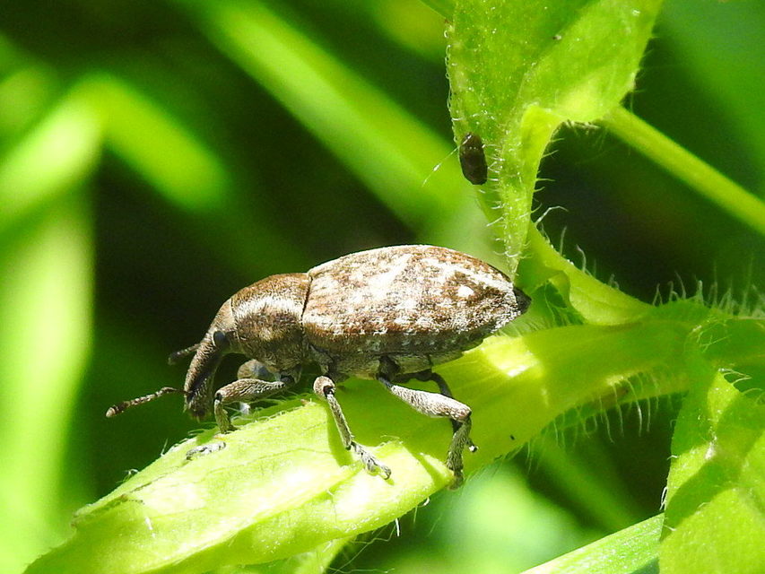 Lepyrus capucinus - pettyes fűzormányos