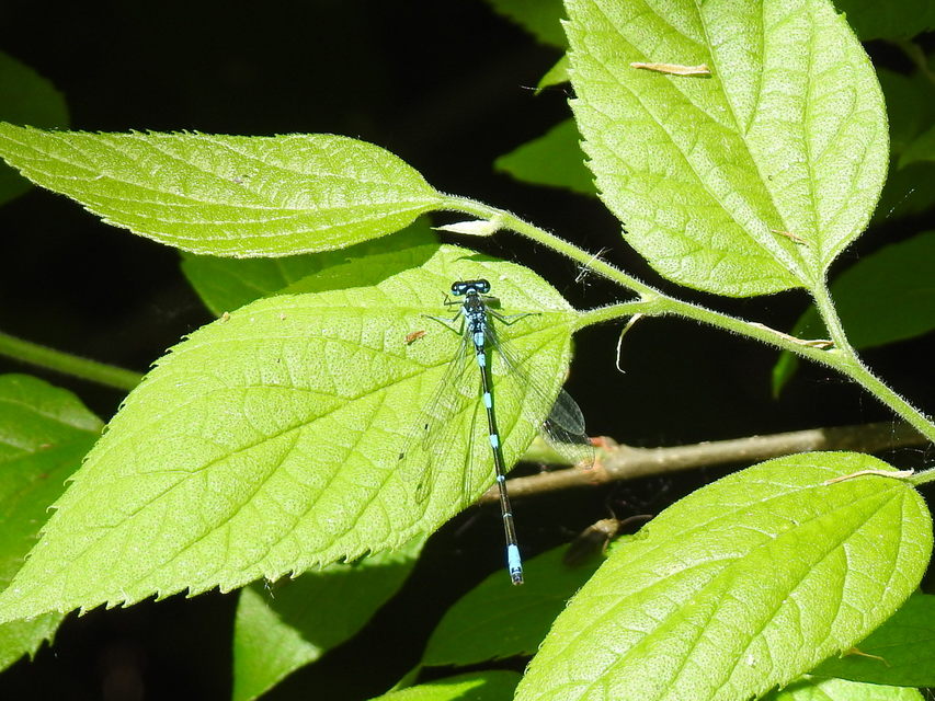 Coenagrion pulchellum - karcsú légivadász