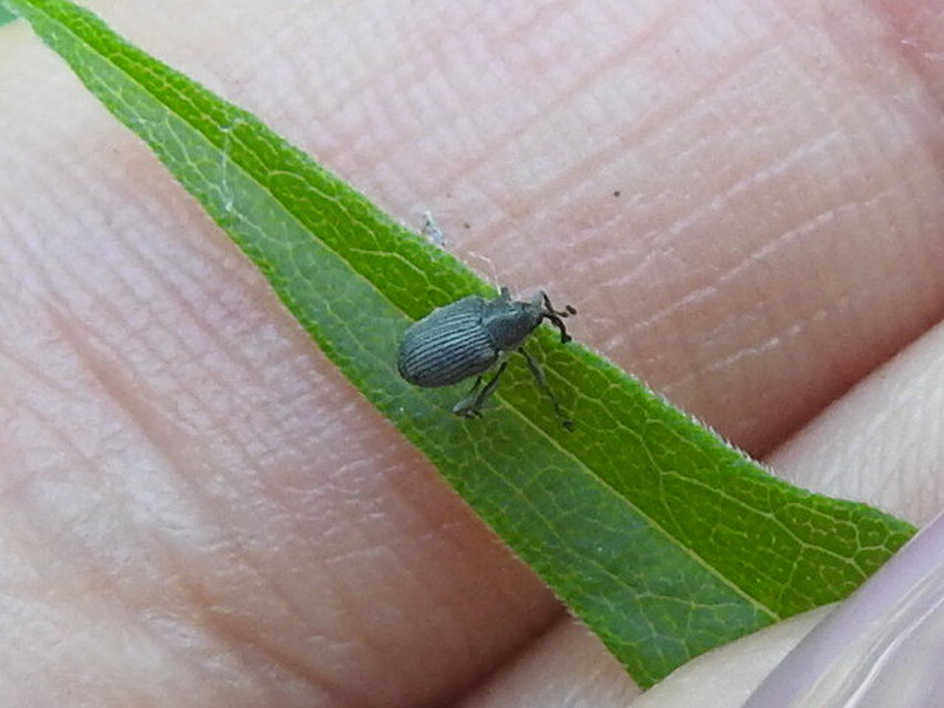 Ceutorhynchus obstrictus - repcebecő-ceutormányos