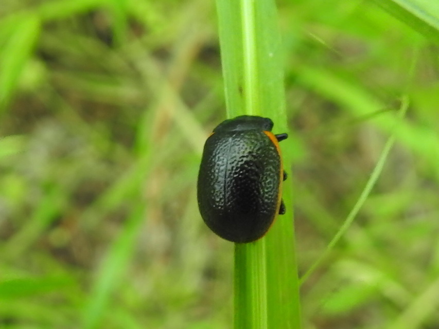 Chrysolina kuesteri - ráncos szegélyeslevelész
