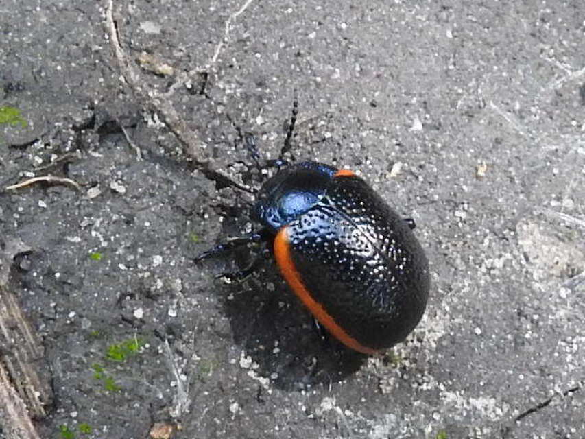 Chrysolina kuesteri - ráncos szegélyeslevelész