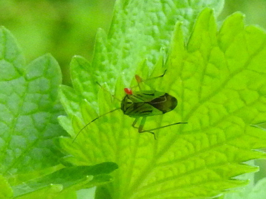 Mermitelocerus schmidtii