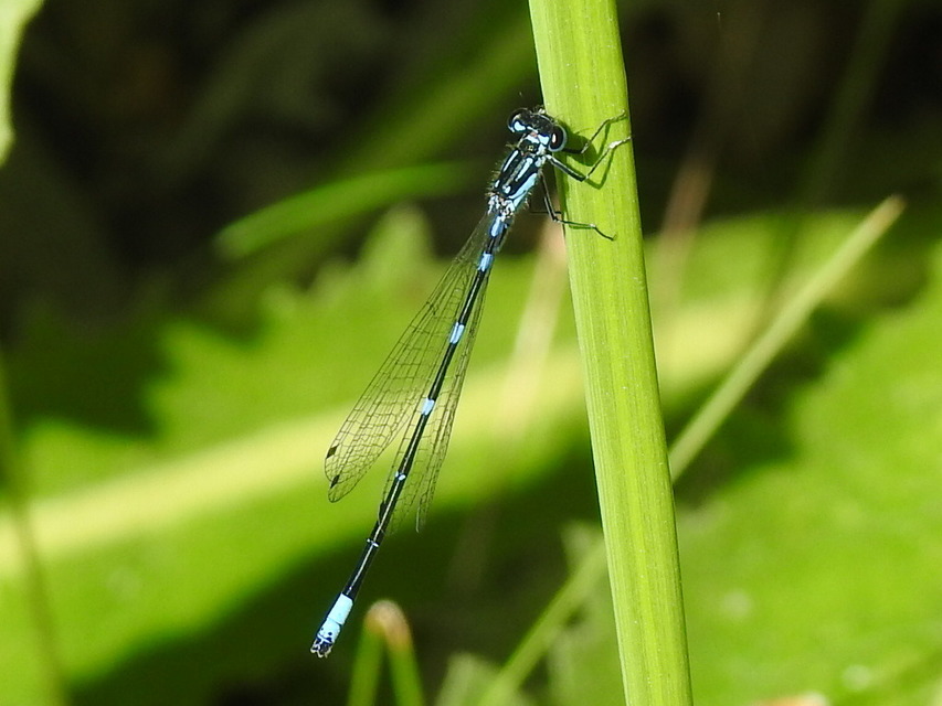Coenagrion pulchellum - karcsú légivadász