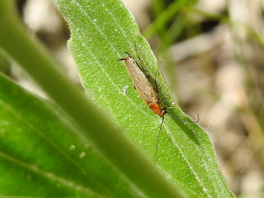 Ectobius erythronotus - sárgatorú erdeicsótány