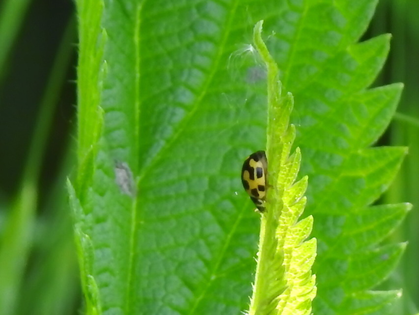 Propylea quatuordecimpunctata - tizennégypettyes füsskata