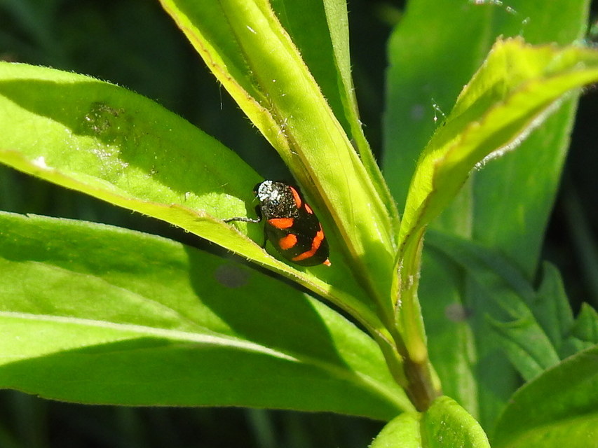 Cercopis arcuata/sanguinolenta