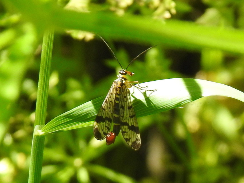 Panorpa vulgaris