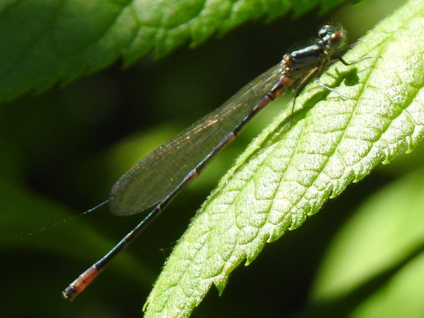 Coenagrion pulchellum - karcsú légivadász