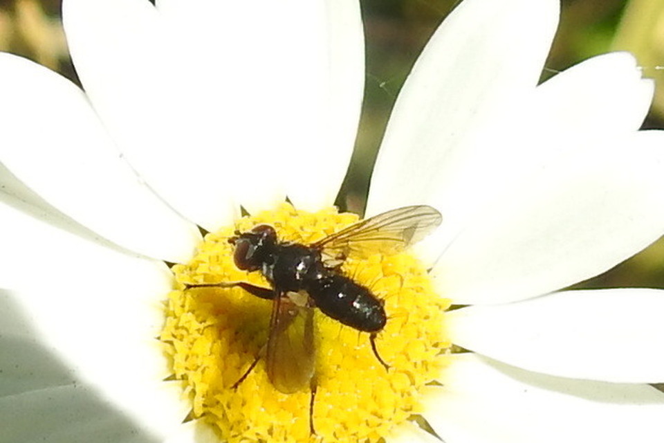 Phania funesta